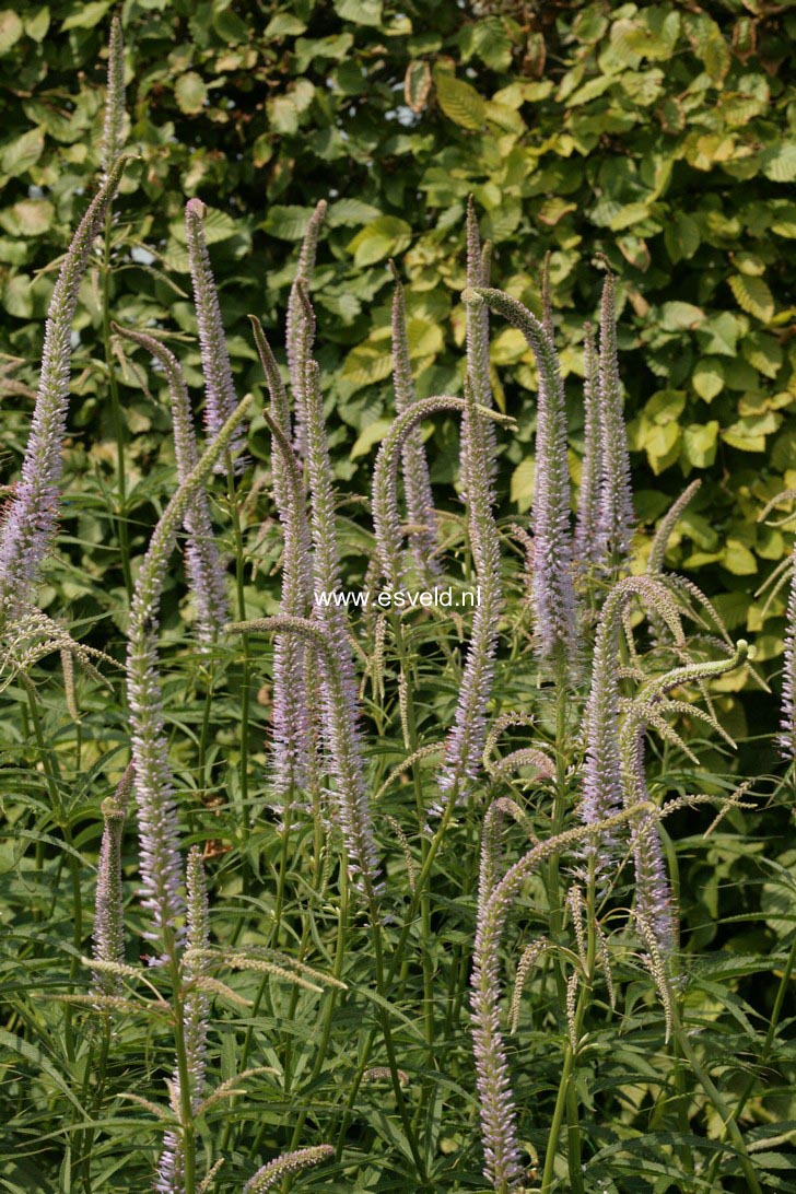 Veronicastrum virginicum 'Lavendelturm'