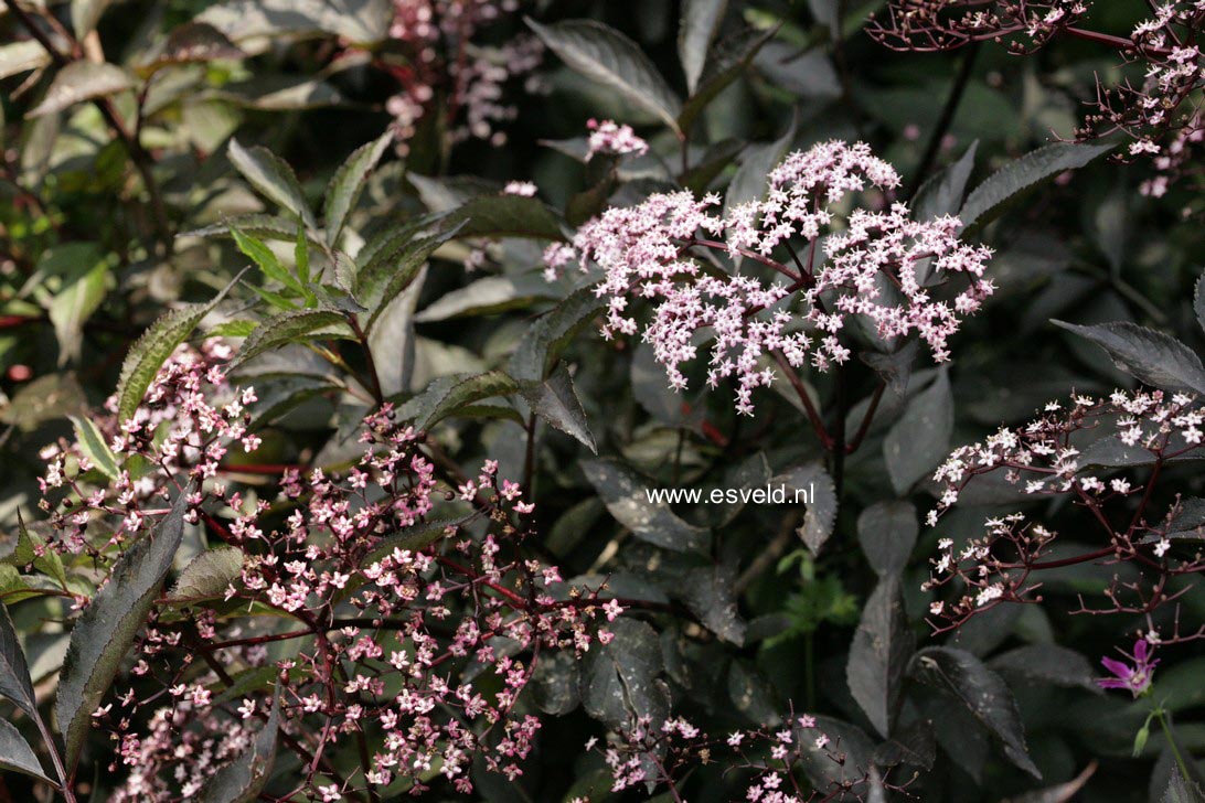 Sambucus nigra 'Gerda' (BLACK BEAUTY)