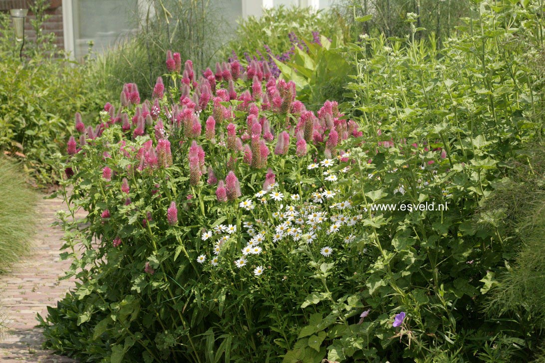 Trifolium rubens