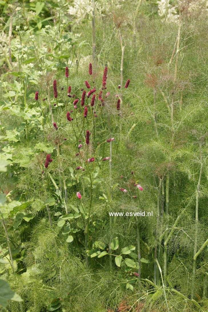 Foeniculum vulgare