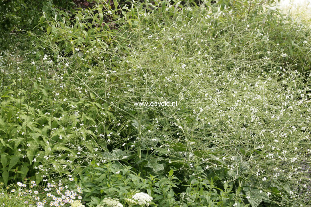 Crambe cordifolia