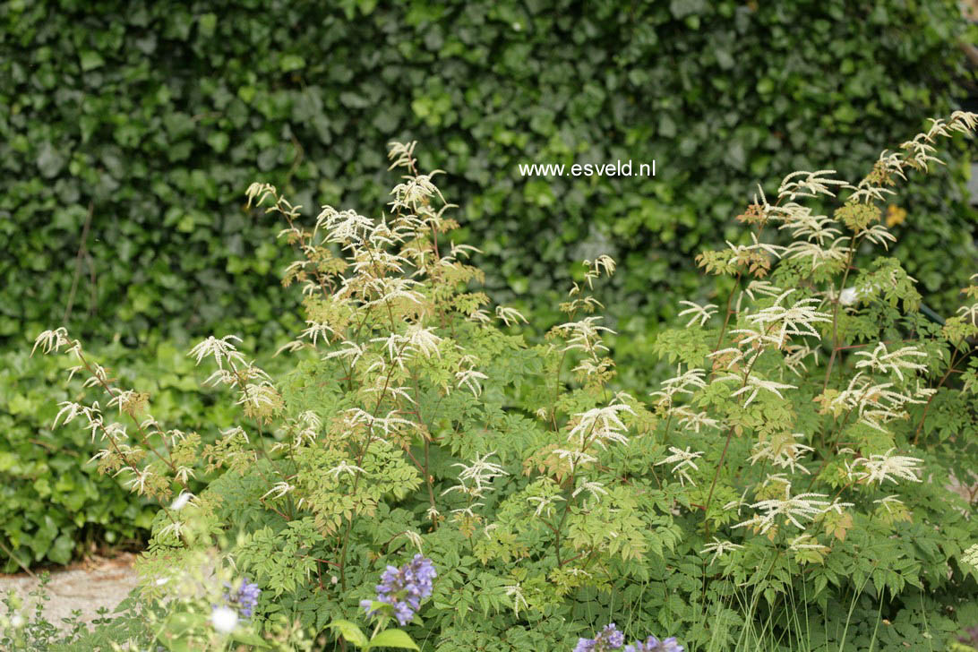 Aruncus 'Horatio'
