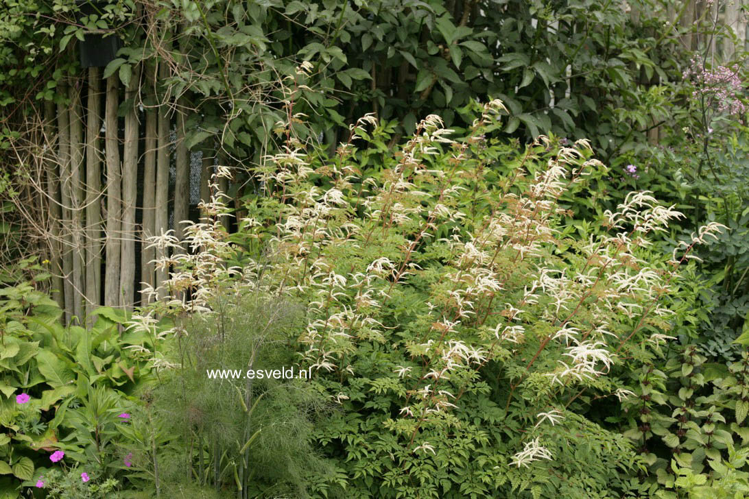 Aruncus 'Horatio'