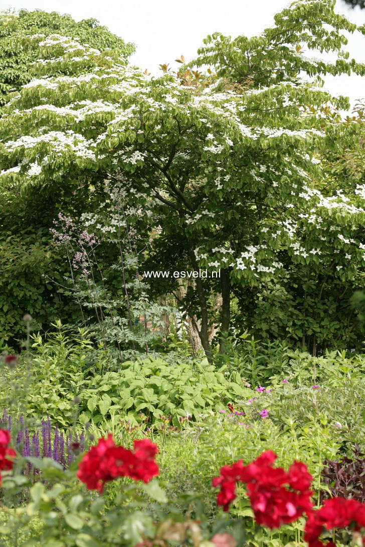 Cornus kousa