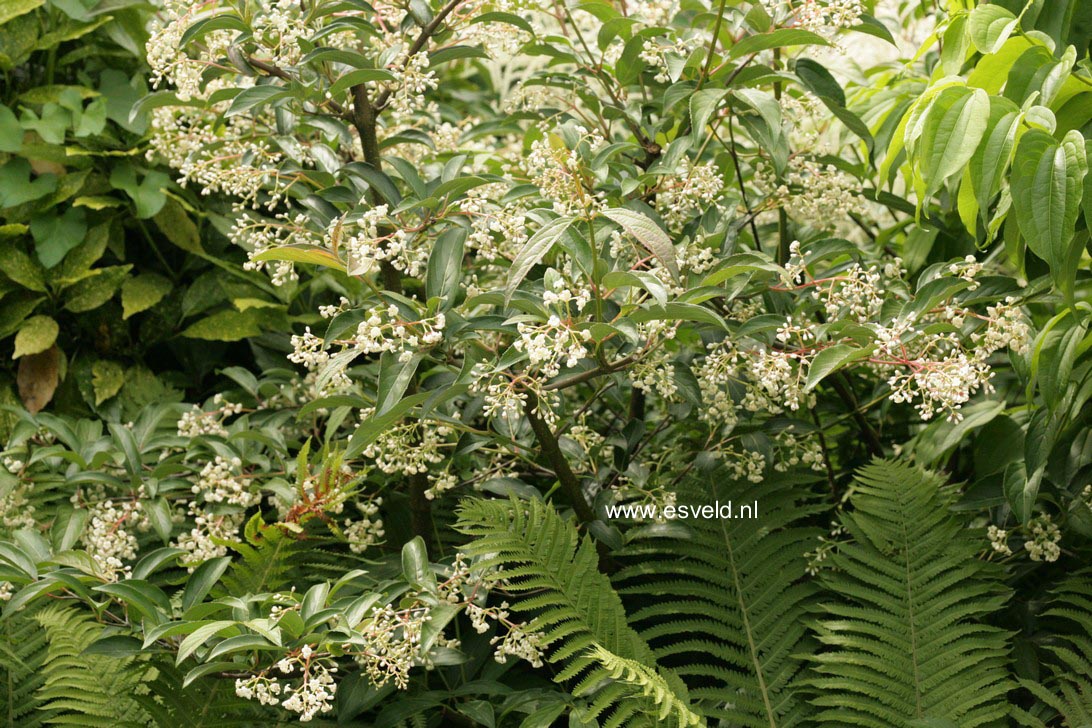 Viburnum hillieri 'Winton'