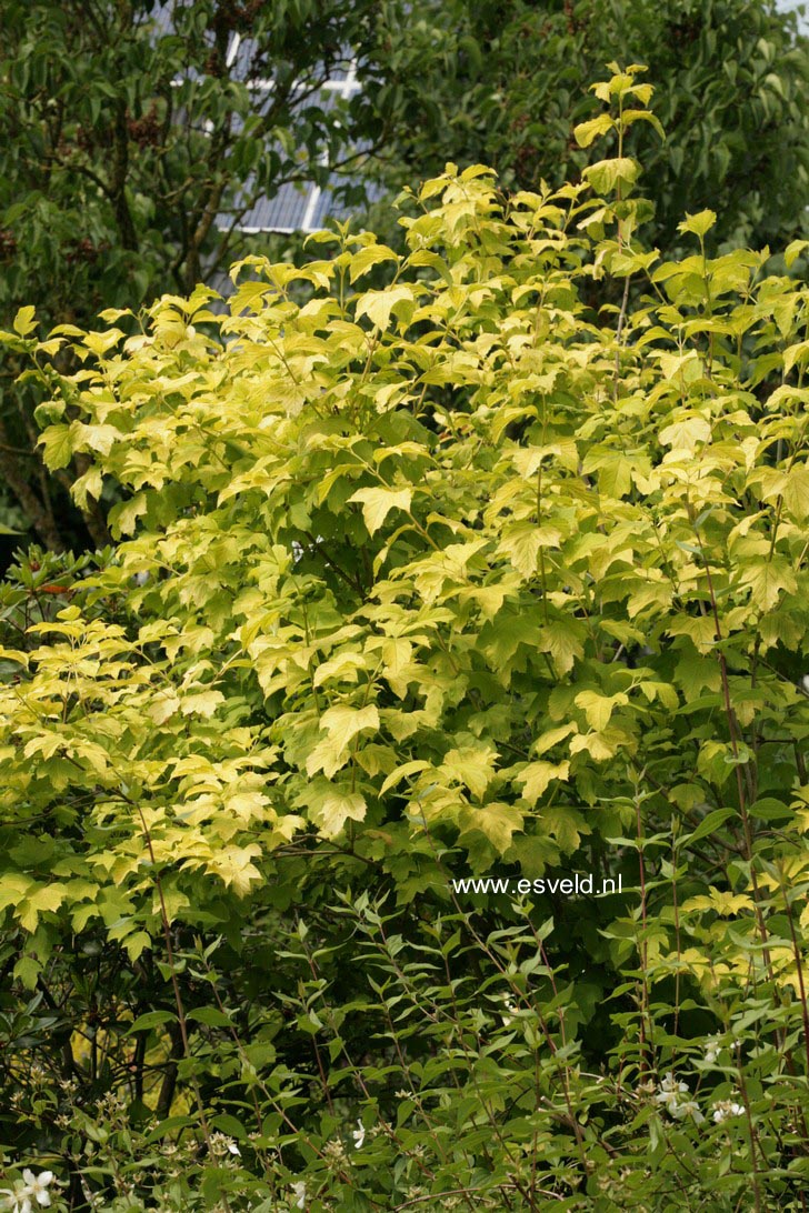 Viburnum opulus 'Aureum'