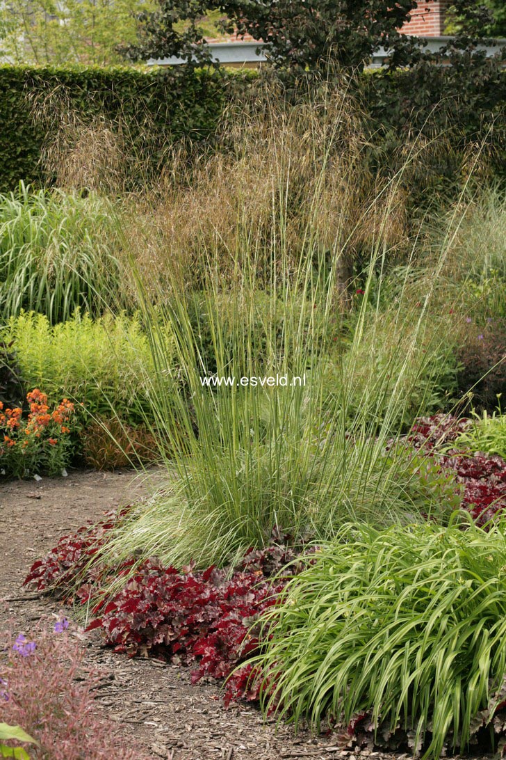 Stipa gigantea