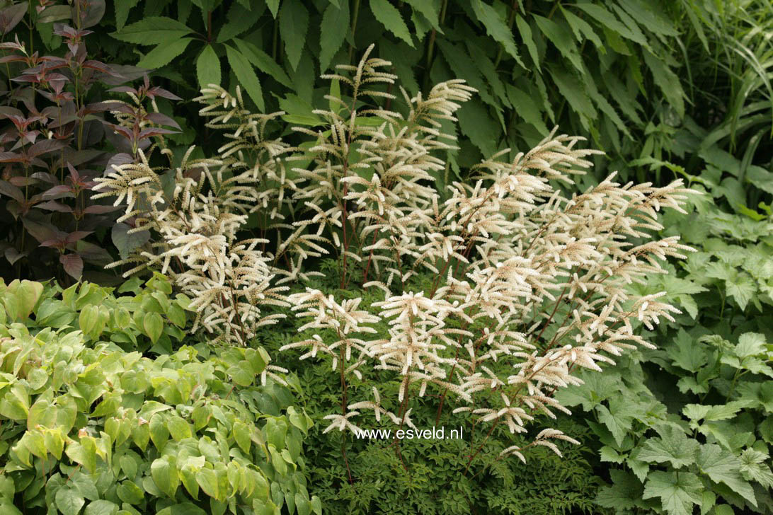 Aruncus aethusifolius