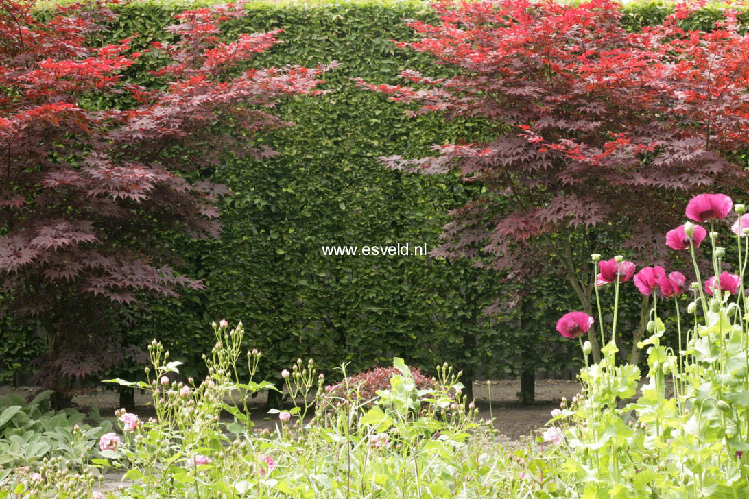 Acer palmatum 'Atropurpureum'