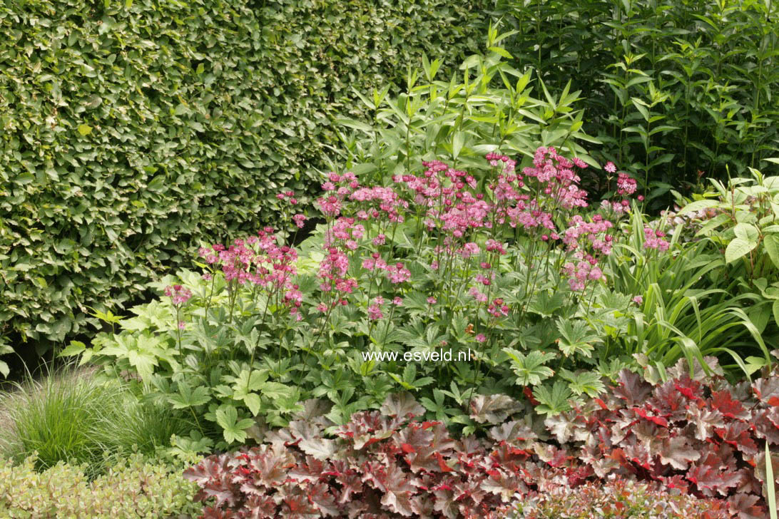 Astrantia major 'Ruby Star'
