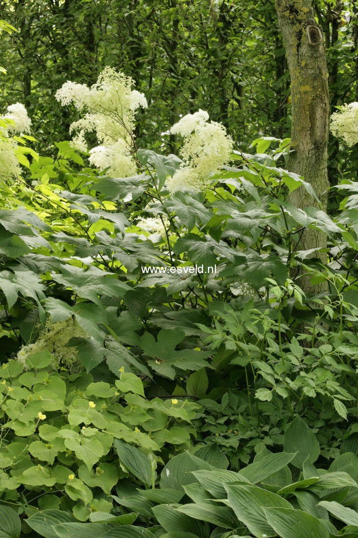 Filipendula purpurea 'Alba'