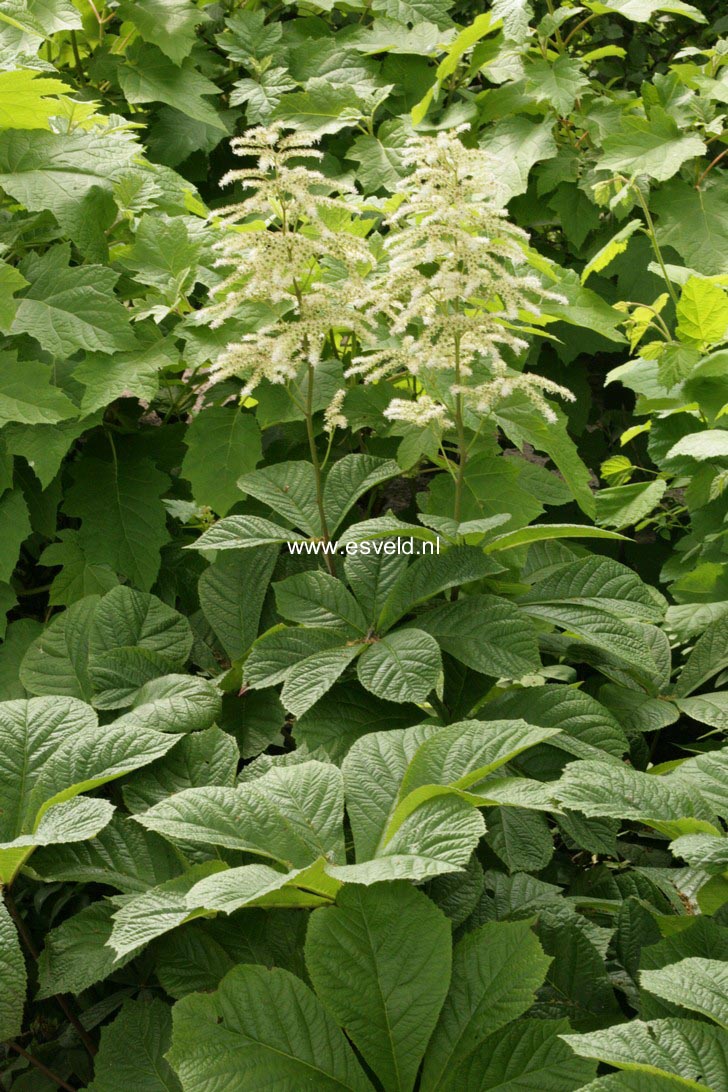 Rodgersia sambucifolia