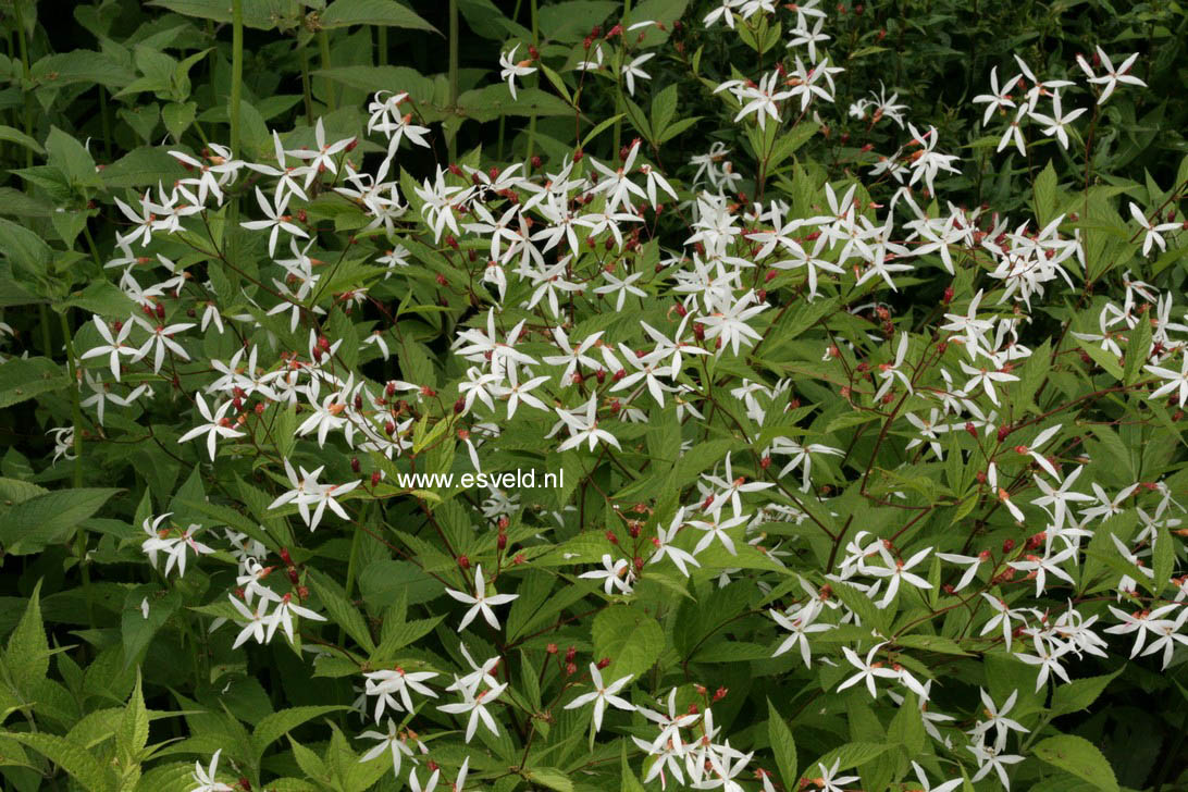 Gillenia trifoliata