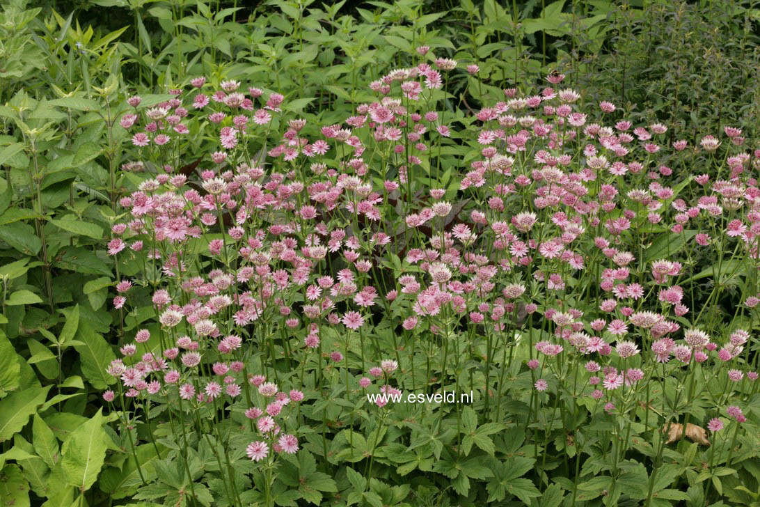 Astrantia major 'Roma'