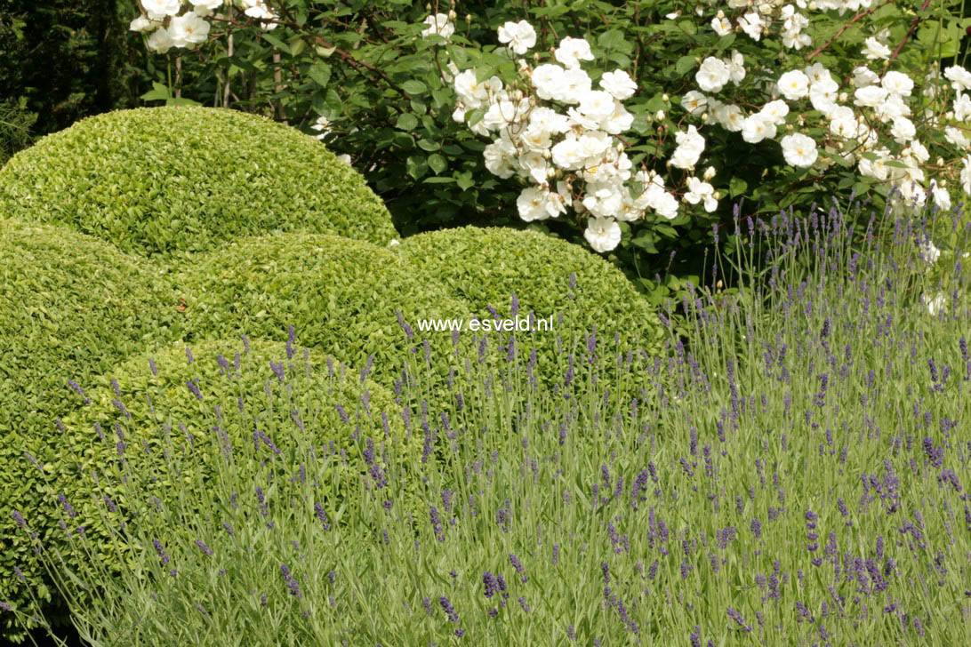 Lavandula angustifolia 'Hidcote'