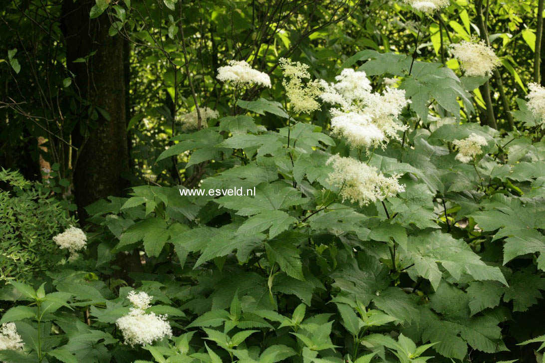 Filipendula kamtschatica