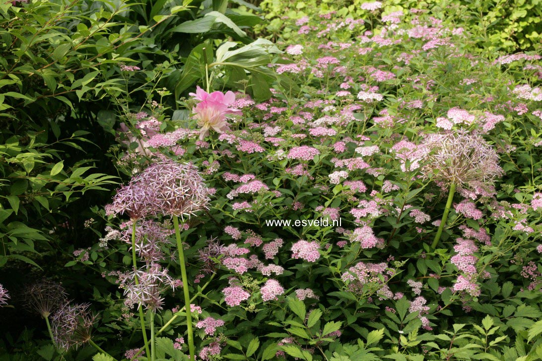 Spiraea japonica 'Little Princess'