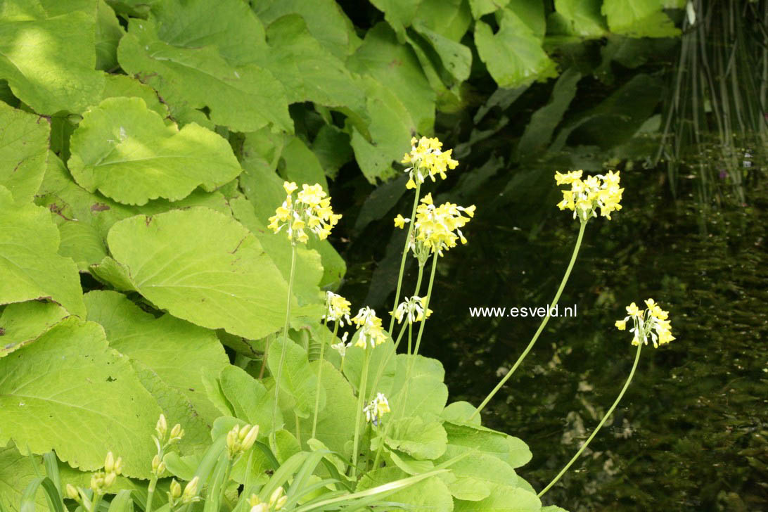 Primula florindae