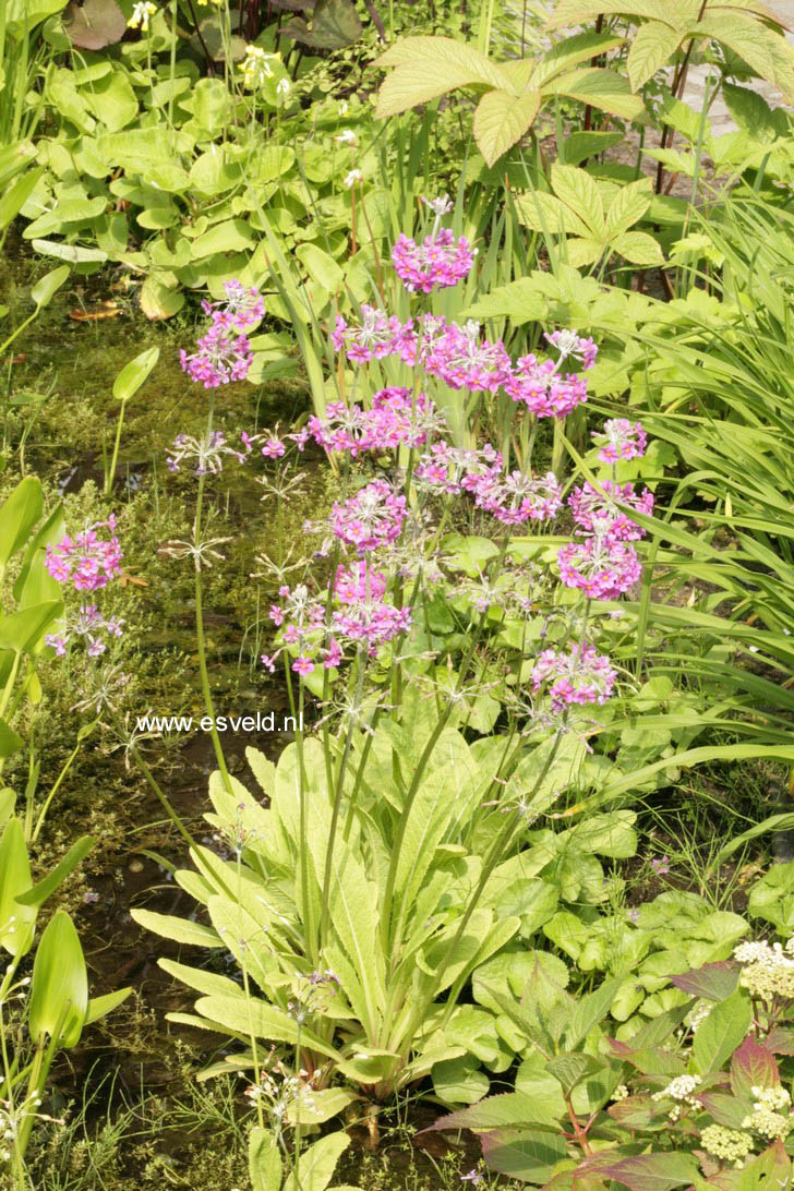 Primula beesiana