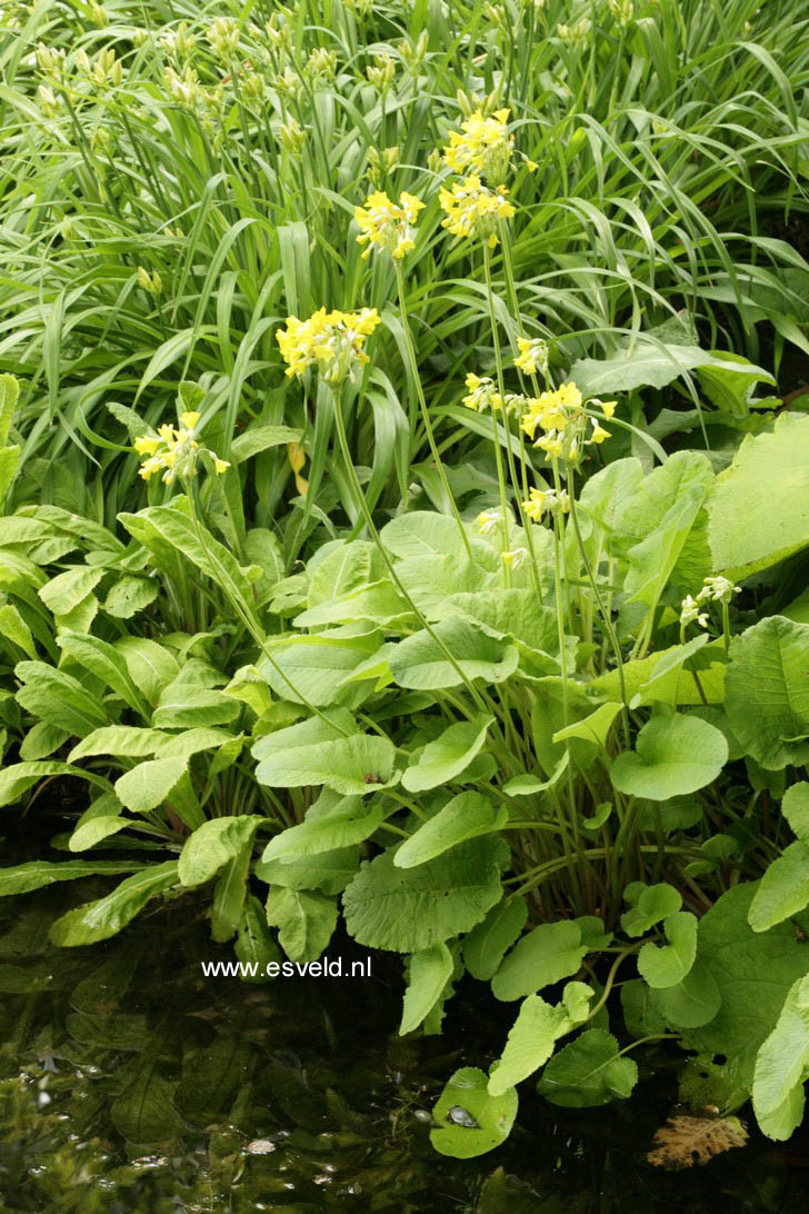 Primula florindae