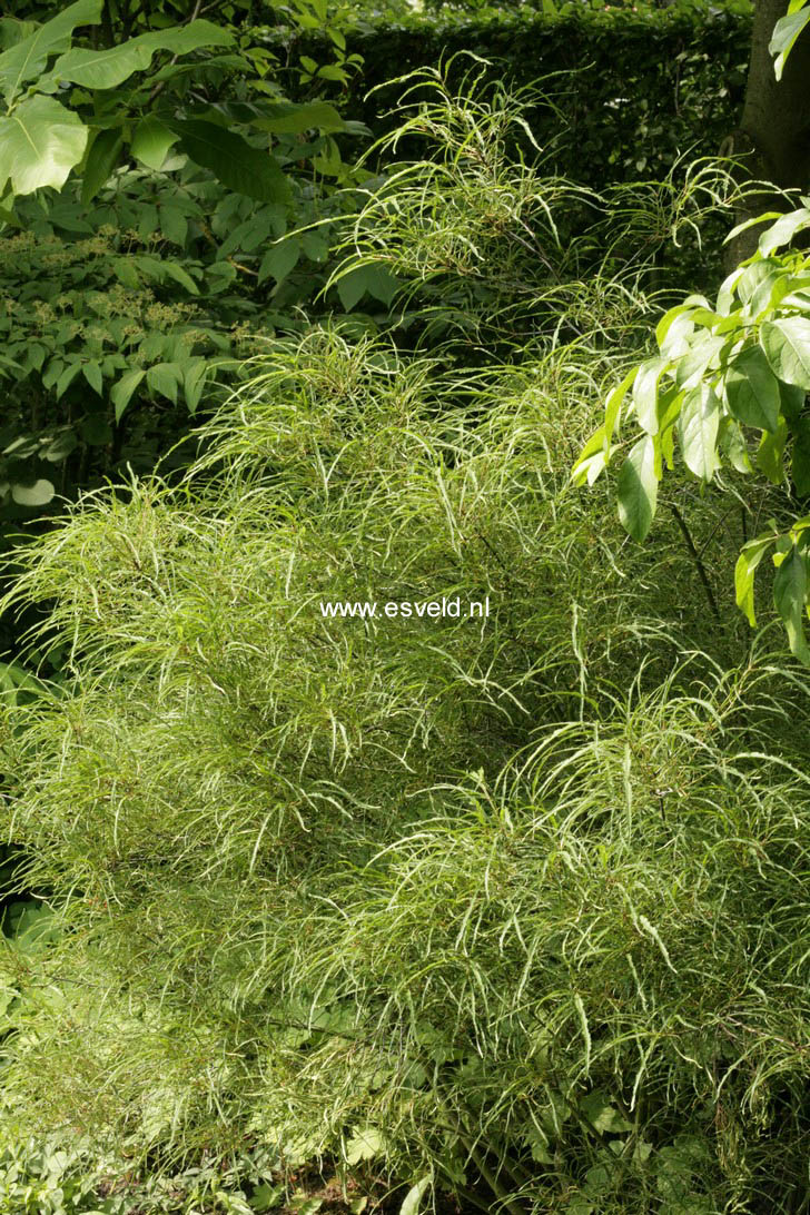 Frangula alnus 'Aspleniifolia'