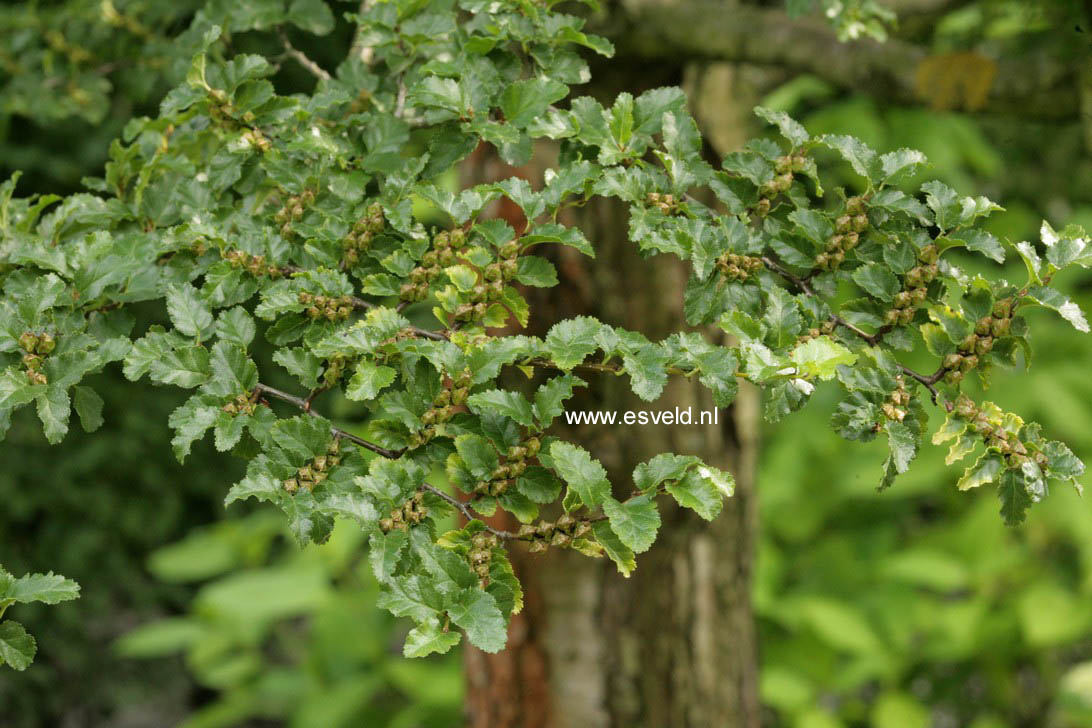 Nothofagus antarctica