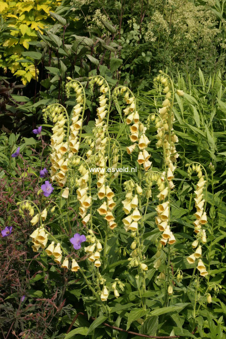 Digitalis grandiflora