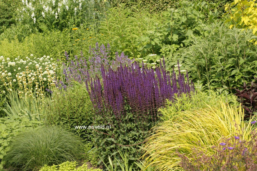 Salvia nemorosa 'Caradonna'