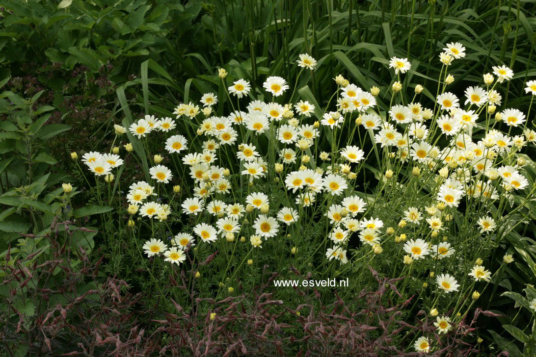 Anthemis hybrida 'Sauce Hollandaise'