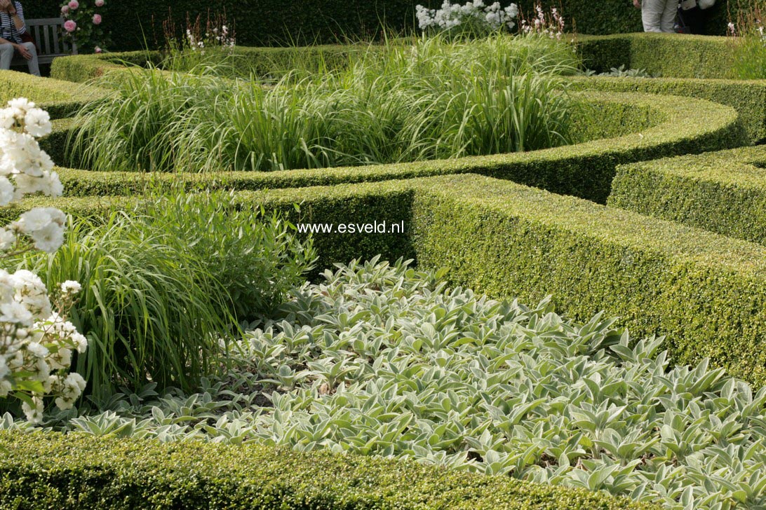 Stachys byzantina 'Silver Carpet'