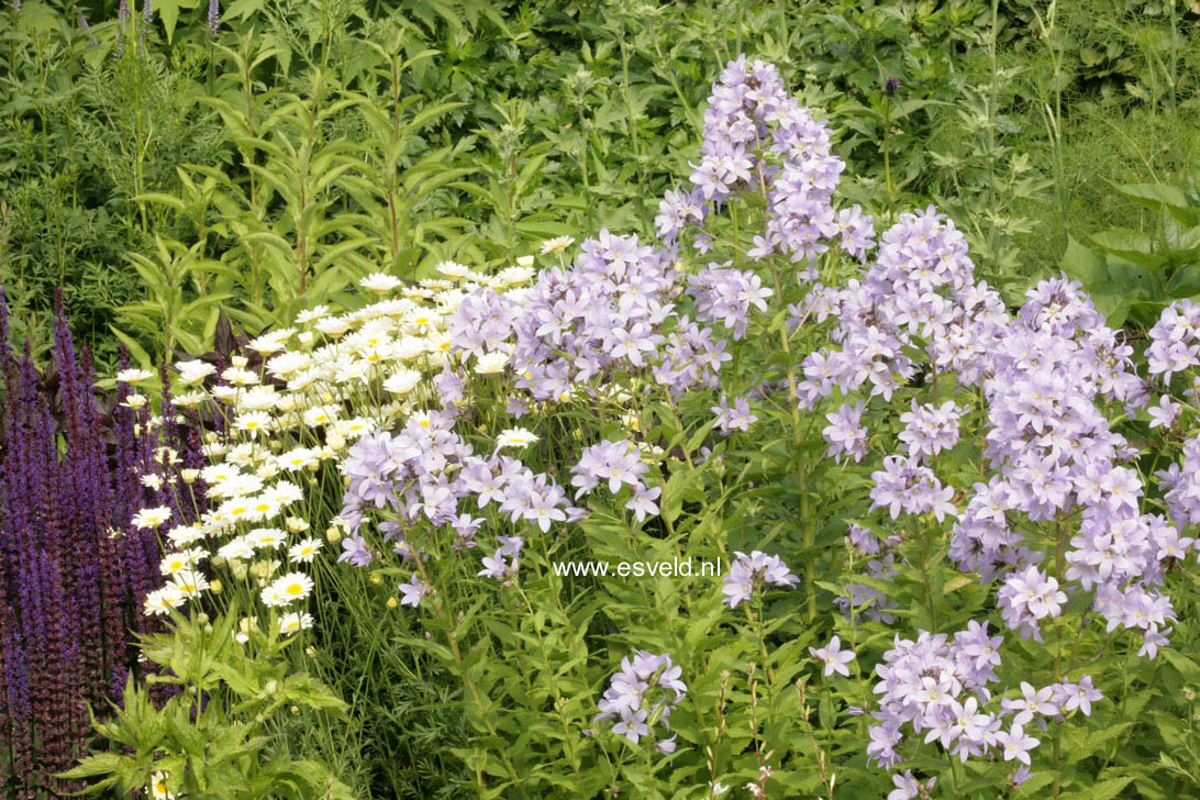 Campanula lactiflora 'Prichard's Variety'