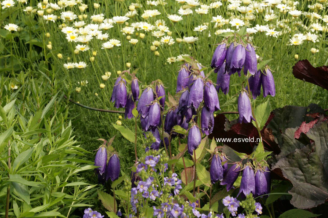 Campanula 'Sarastro'