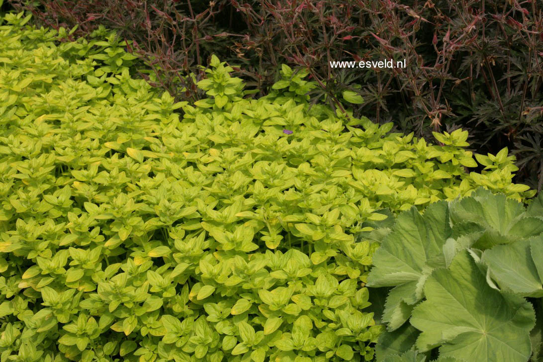 Origanum vulgare 'Thumble's Variety'