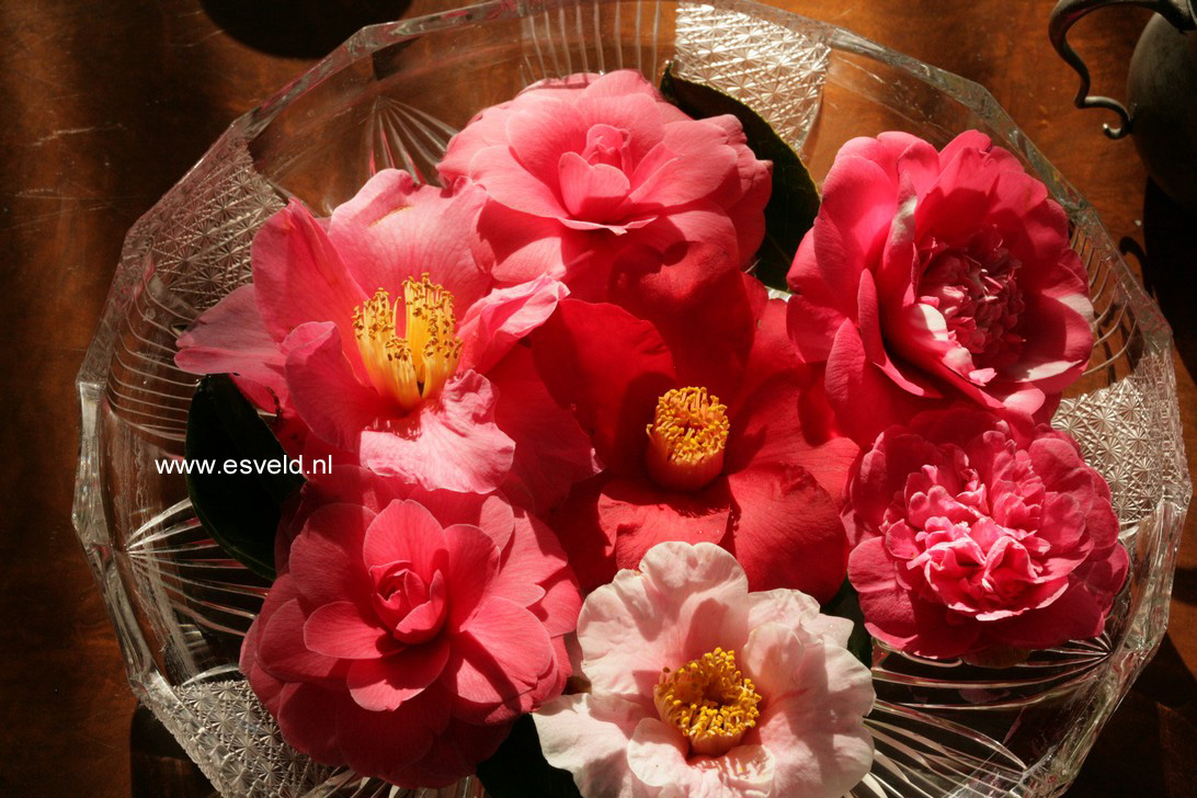 Camellia japonica