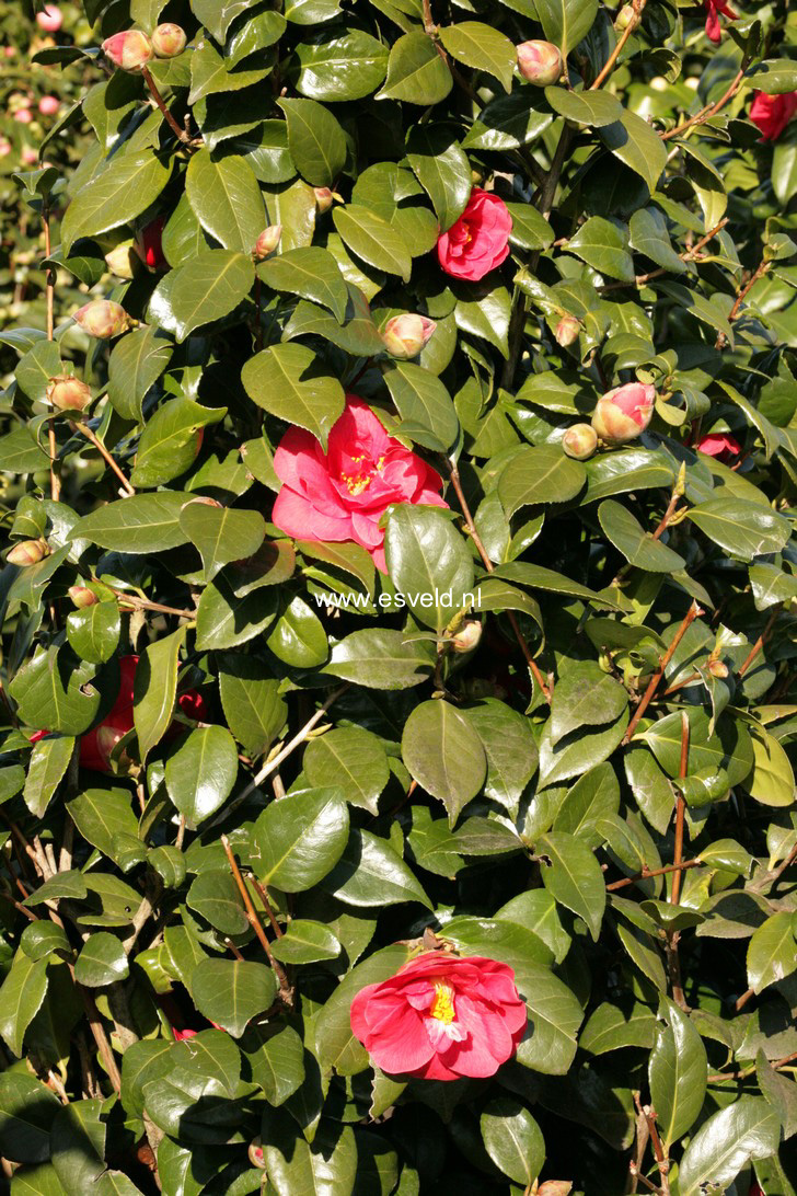 Camellia japonica 'Adolphe Audusson'