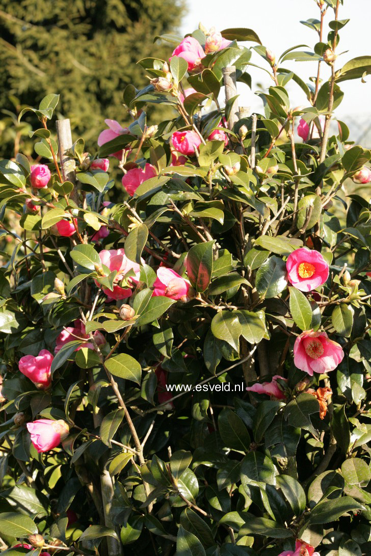 Camellia japonica 'Leonard Messel'