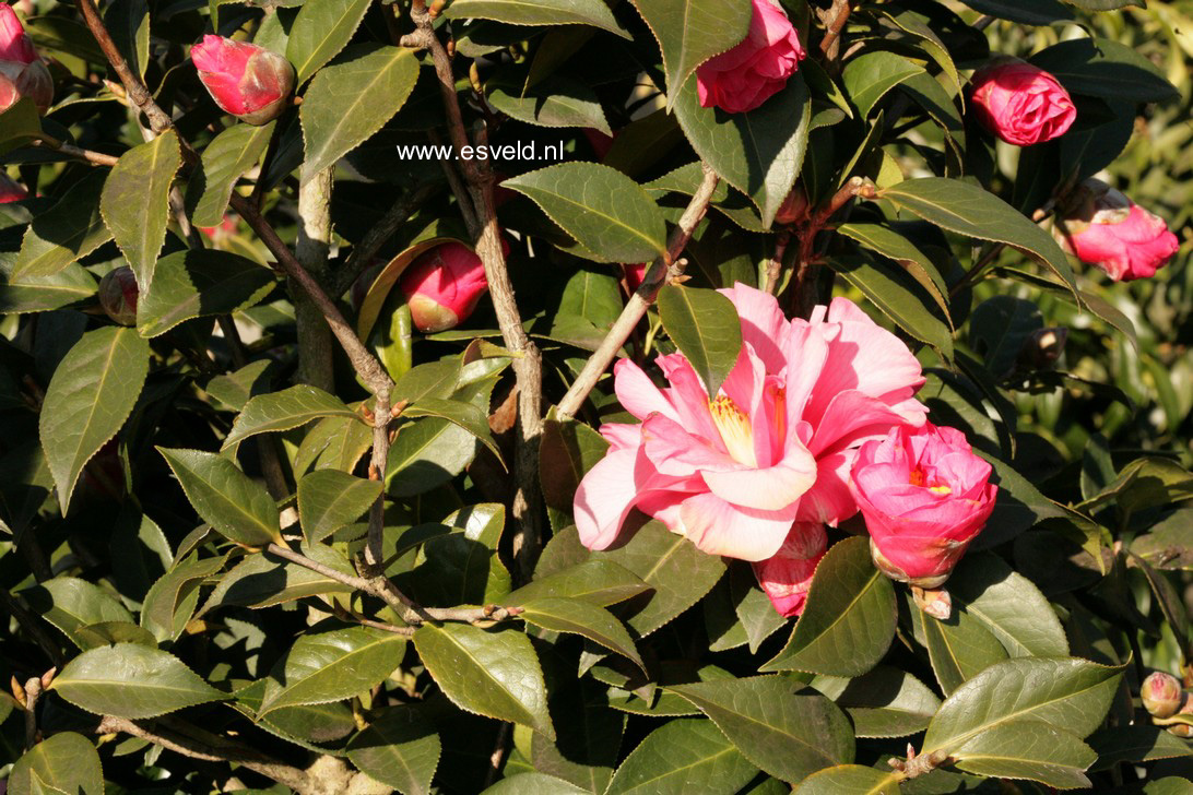Camellia japonica 'Leonard Messel'