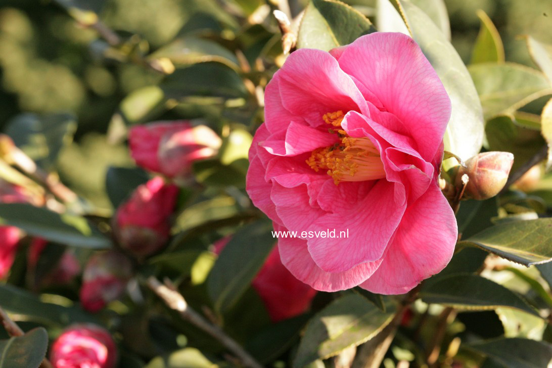 Camellia japonica 'Leonard Messel'