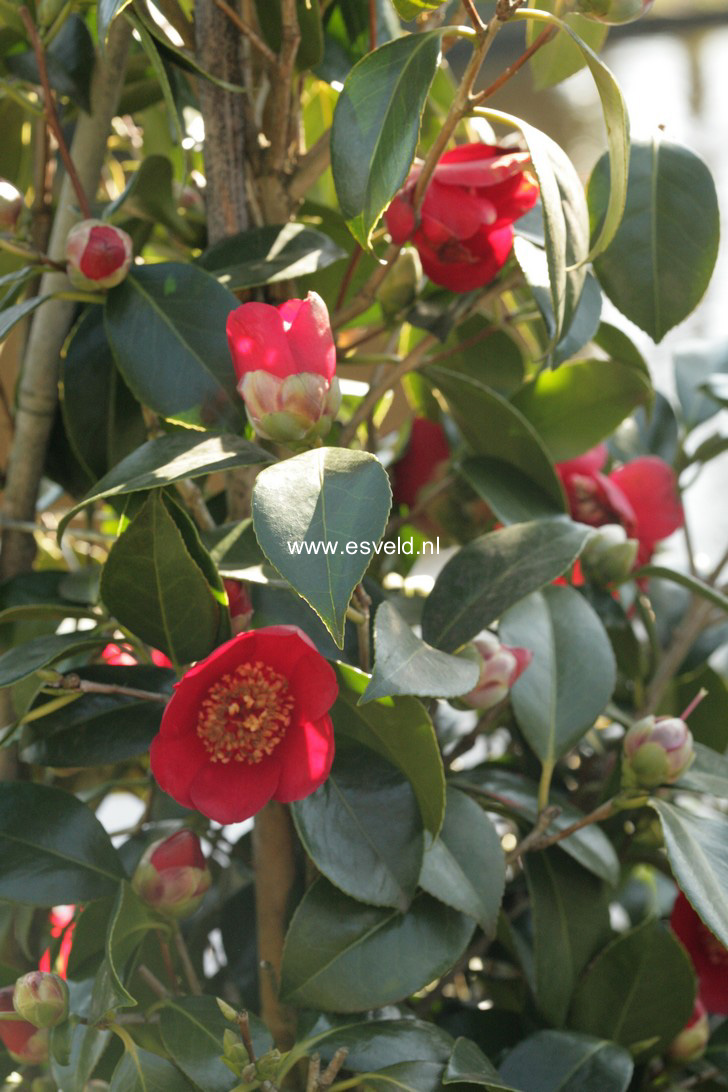Camellia japonica 'Kimberley'