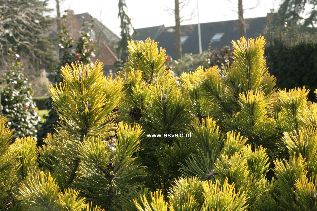 Pinus mugo 'Golden Glow'