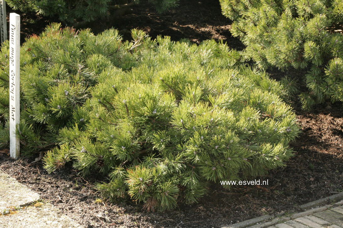 kans Razernij Hoop van Picture and description of Pinus mugo 'Corley's Mat'