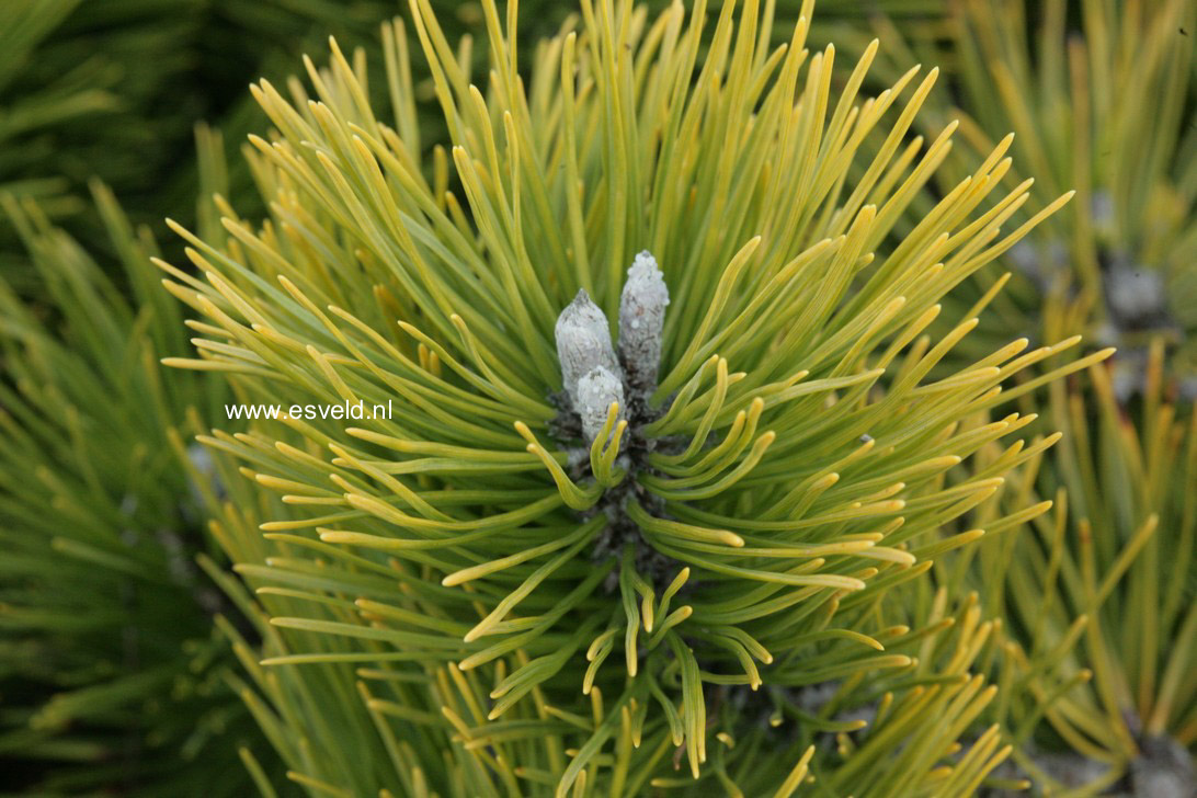 Pinus mugo 'Schweizer Tourist'