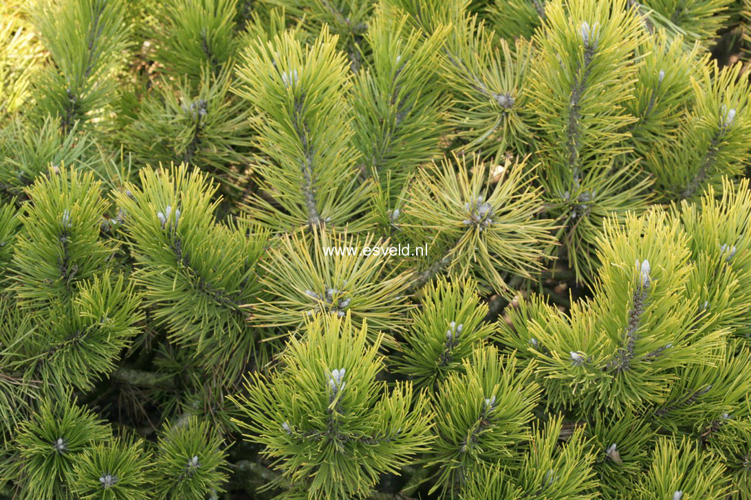 Pinus mugo 'Schweizer Tourist'