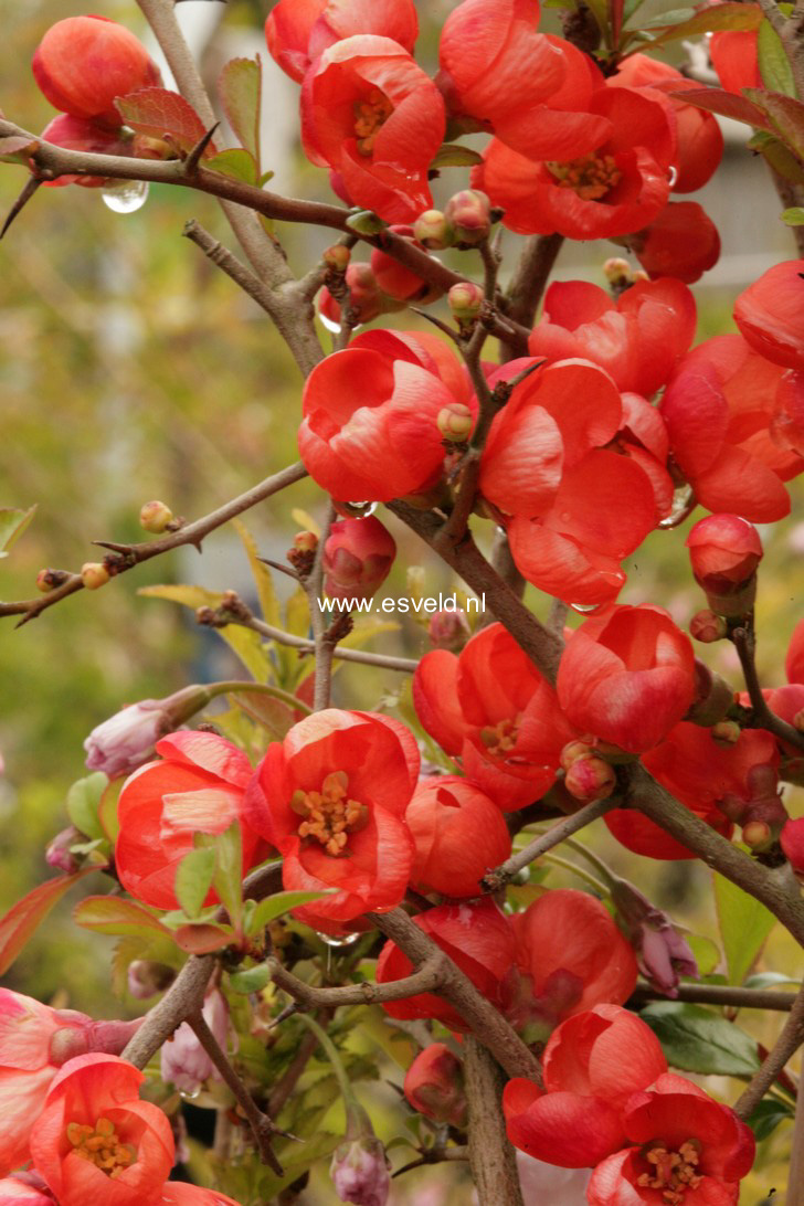 Chaenomeles japonica 'Sargentii'