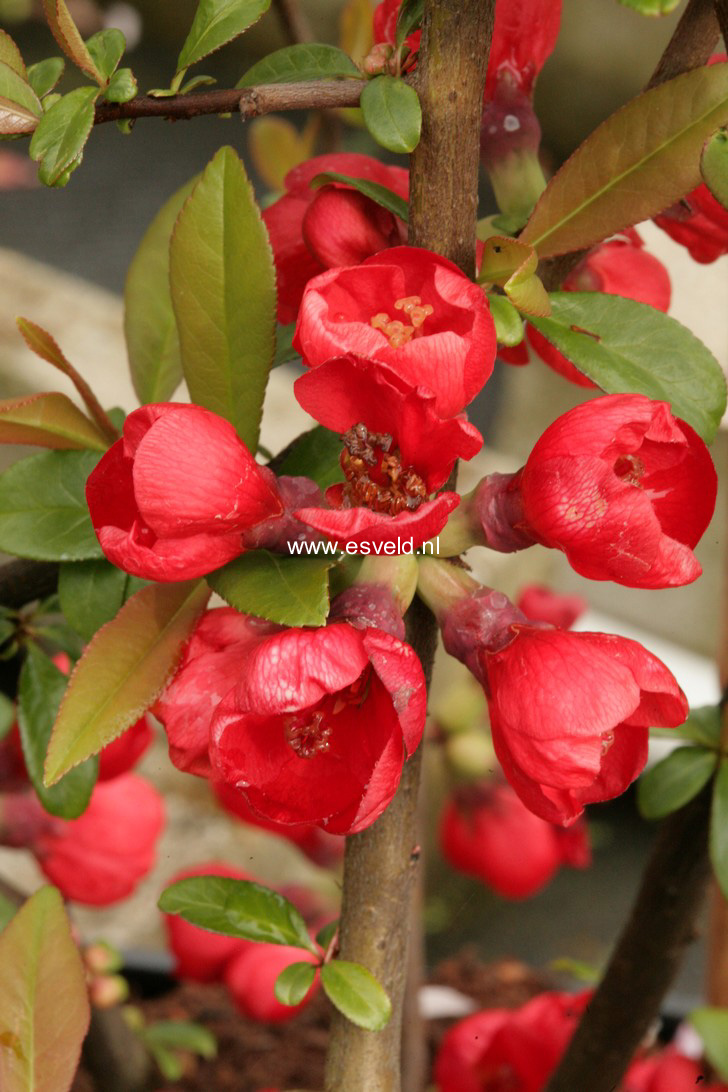 Chaenomeles speciosa 'Rubra'