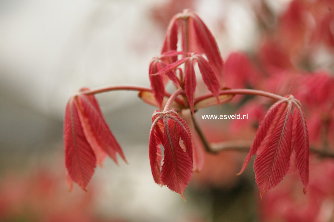 Aesculus neglecta 'Erythroblastos'