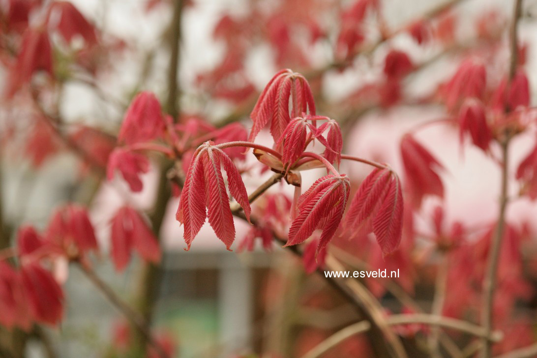 Aesculus neglecta 'Erythroblastos'