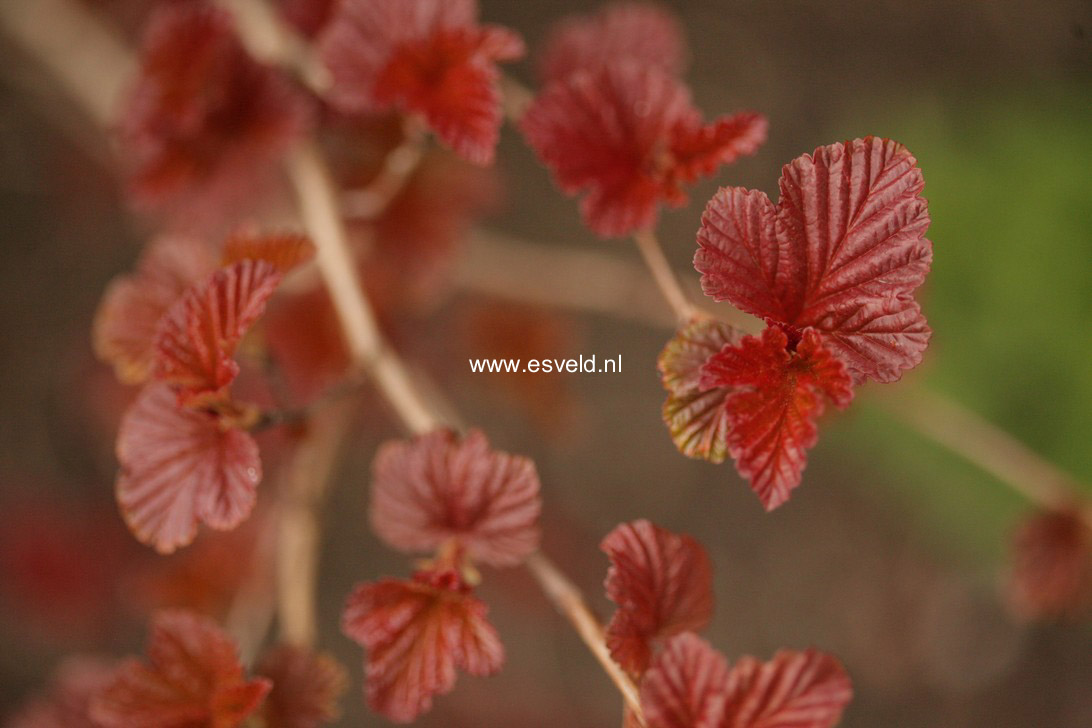 Physocarpus opulifolius 'Andre'