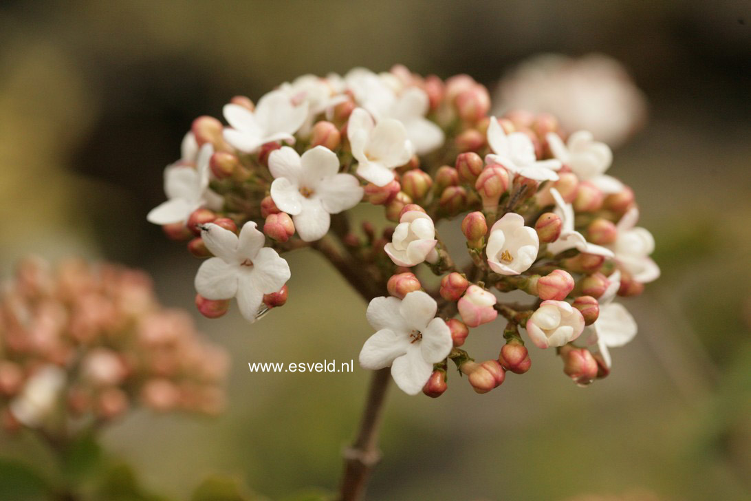 Viburnum carlcephalum