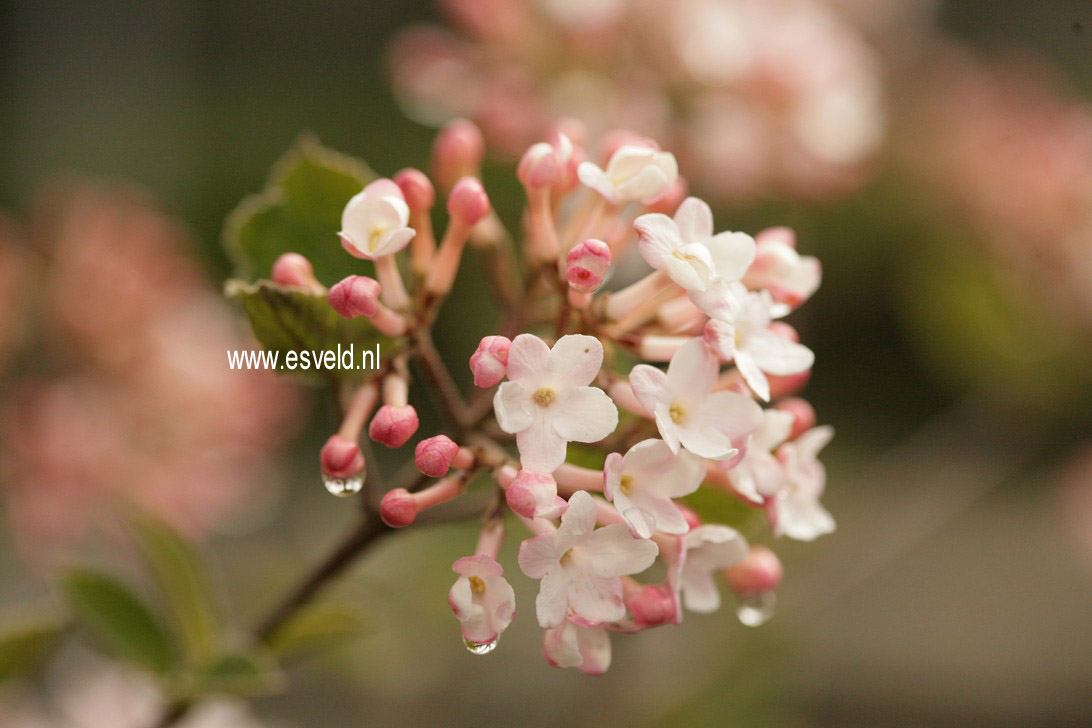 Viburnum carlesii 'Juddii'